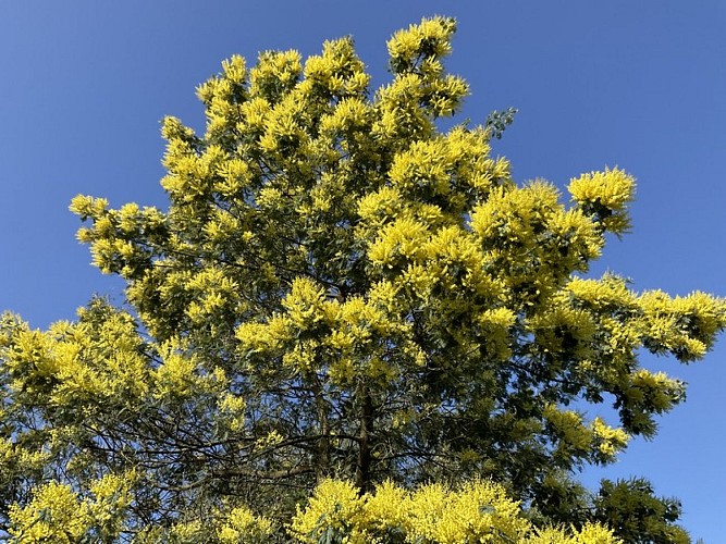 chambre d'hôtes quettreville sur sienne poulet (2)