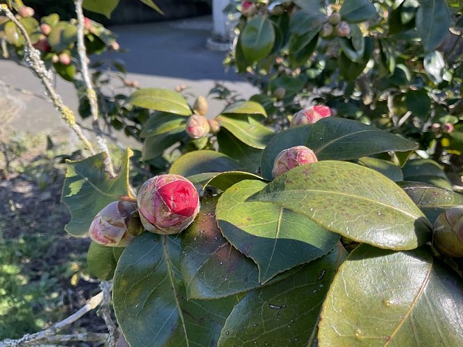chambres dhotes quettreville sur sienne poulet beatrice le mimosa (8)