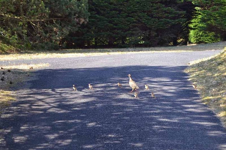 Créances_Camping Les Dunes_oiseaux
