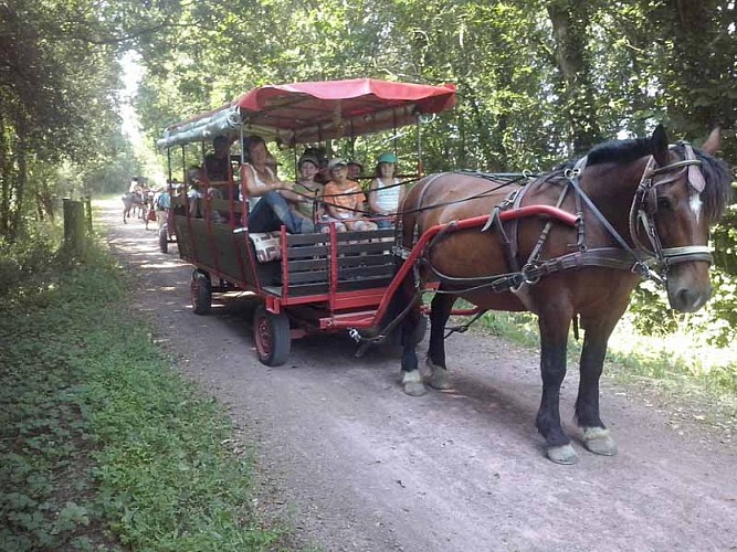 Bolleville_Ecurie Leseigneur Chevaux et Anes_animations équestres1