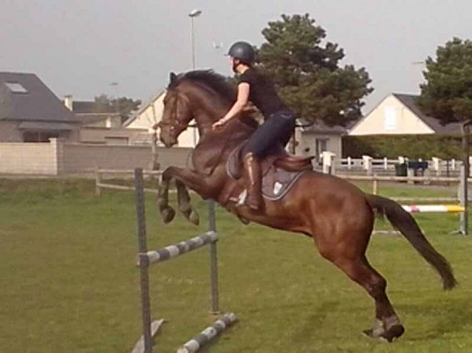 Bolleville_Ecurie Leseigneur Chevaux et Anes_activité équestre1