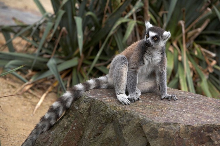 zoo-de-champrepus-lemurien