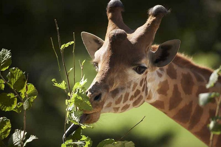 Champrépus_Parc zoologique et paysager_tête girafe©Y.Lebreton