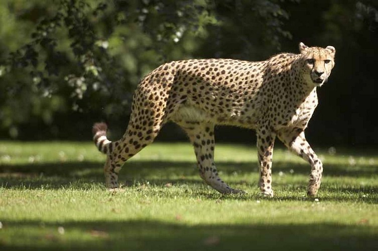 Champrépus_Parc zoologique et paysager_guépard©Y.Lebreton