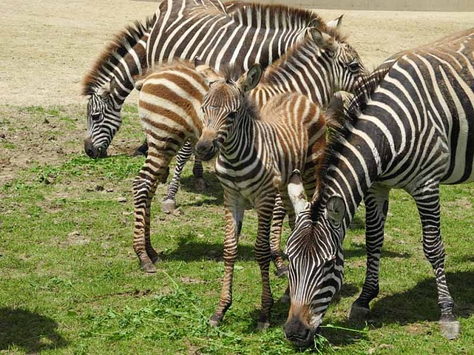 Champrépus_Parc zoologique et paysager_zebreau©Y.Lebreton