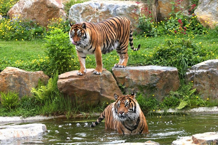 zoo-de-champrepus-tigre-dans-eau