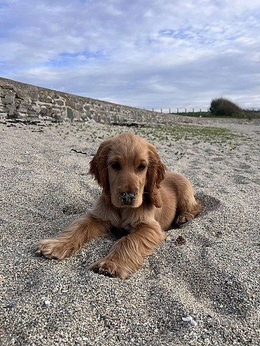plage de querqueville