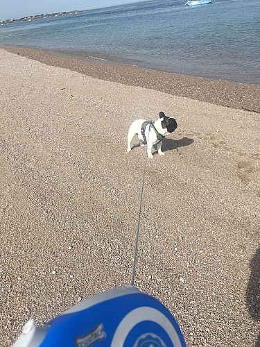 plage-du-vicq-qualidog-1
