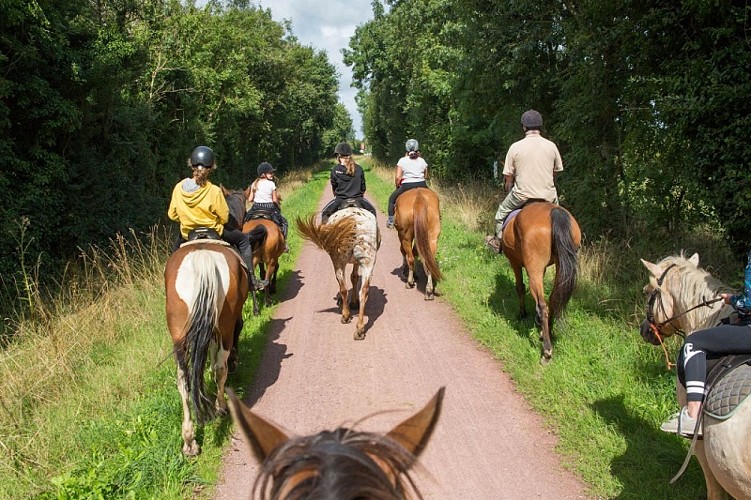 chevaux-cote-ouest-centre-manche-cotentin