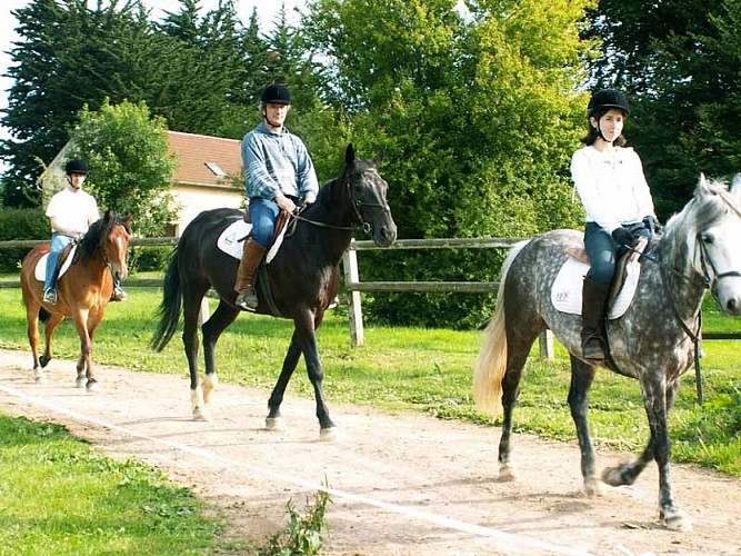 Haras de Siva - Tollevast 3