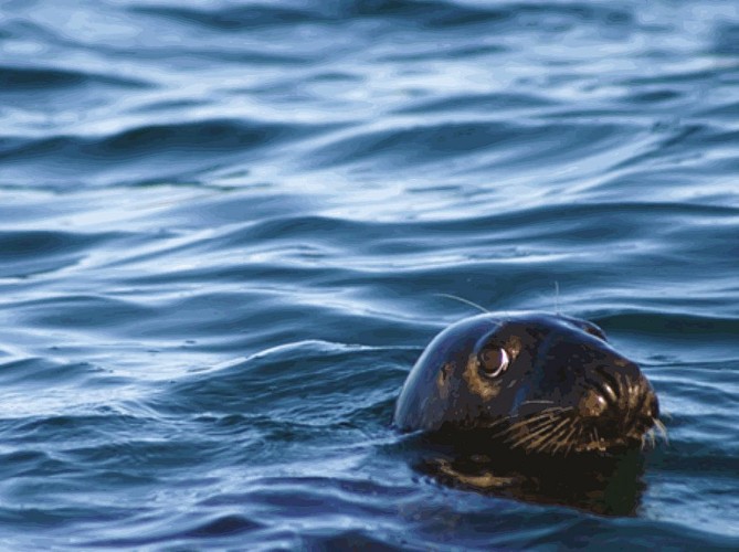 carteret-neire-maove- 5