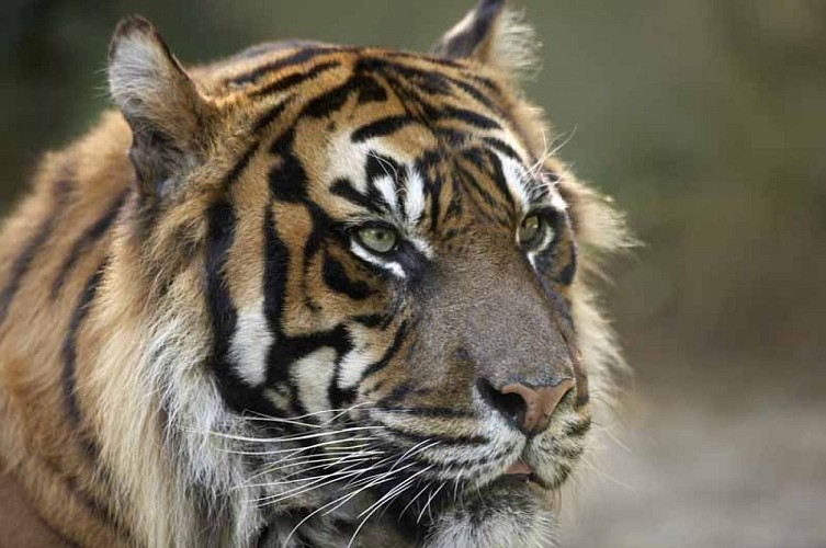 Champrépus_Parc zoologique et paysager_gros plan tigre©Y.Lebreton