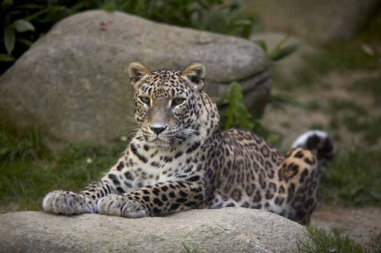 Champrépus_Parc zoologique et paysager_portrait panthère©Y.Lebreton