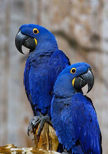 Champrépus_Parc zoologique et paysager_aras Hyacinthe©Y.Lebreton