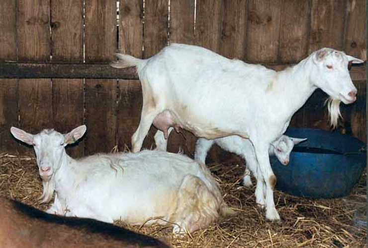 Chèvrerie de la Huberdière - Liesville sur Douve