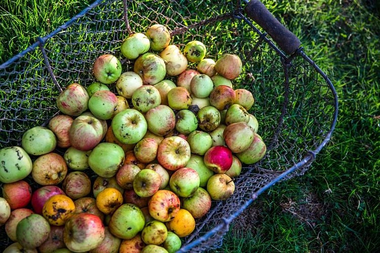 Rauville La Bigot - EARL Les Vergers de la Passion - 6