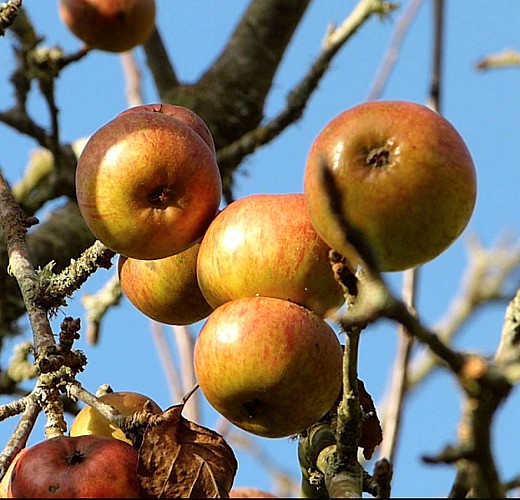 rauville-la-bigot-les-vergers-de-la-passion-5