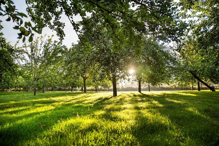 Rauville La Bigot - EARL Les Vergers de la Passion - 5