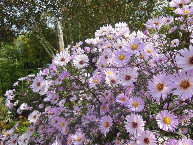 Jardin Presbytère BRUCHEVILLE (1)