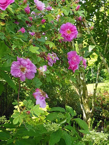 Jardin Presbytère BRUCHEVILLE (3)