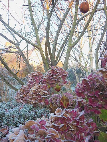 Jardin Presbytère BRUCHEVILLE (5)