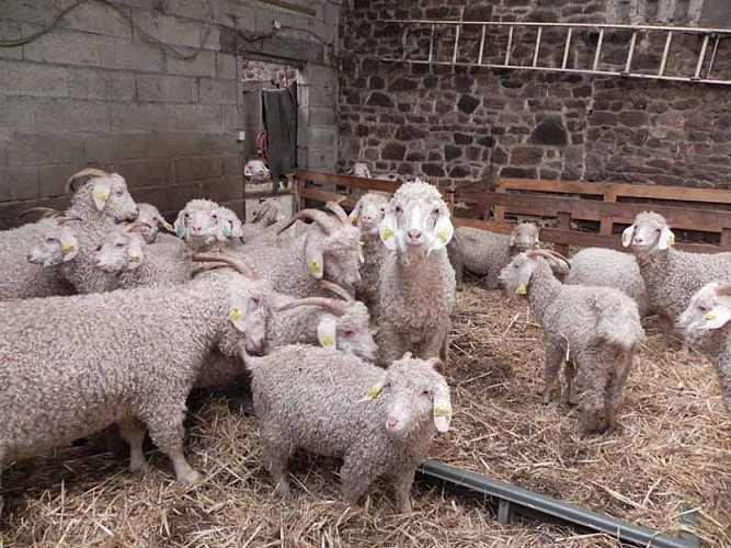 2013_La Baleine_La bas Laines 001