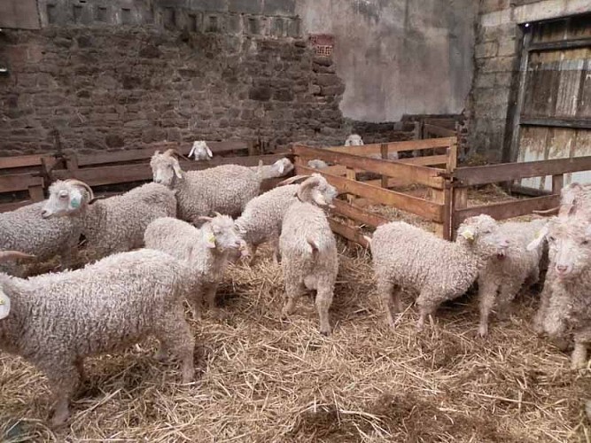 2013_La Baleine_La bas Laines 002