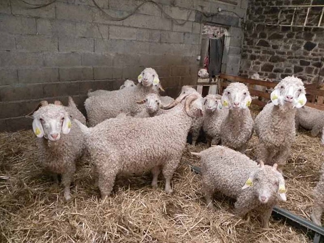 2013_La Baleine_La bas Laines 004