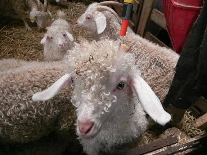 2013_La Baleine_La bas Laines 005