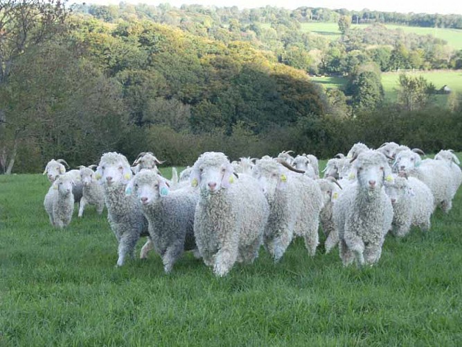 2013_La Baleine_La bas Laines 008