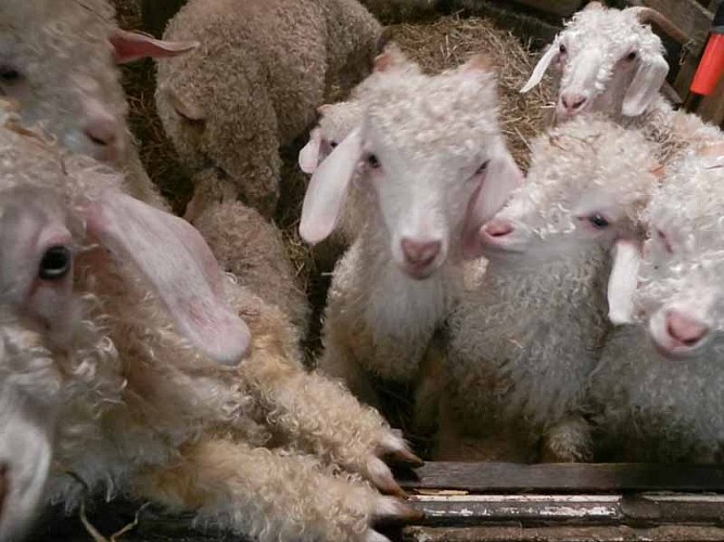 2013_La Baleine_La bas Laines 006