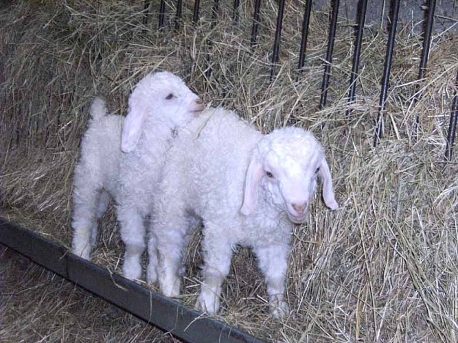 2013_La Baleine_La bas Laines 009