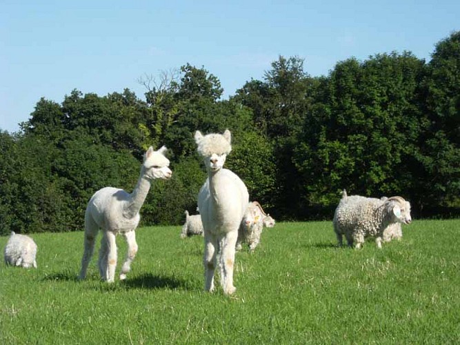 2013_La Baleine_La bas Laines 007