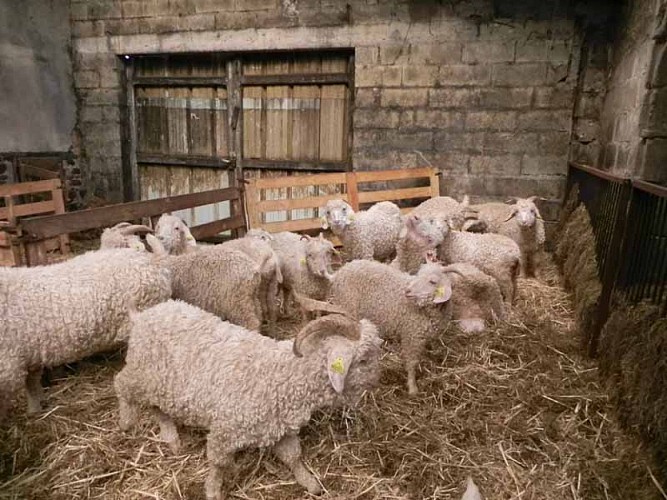 2013_La Baleine_La bas Laines 003