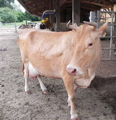 2013_Belval_Earl du Guerin©A.Flambard-cg50 004