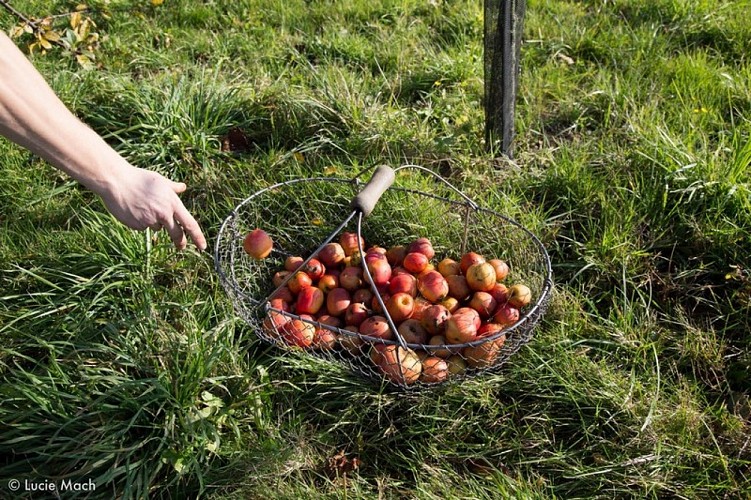 Lemasson Cametour (10)