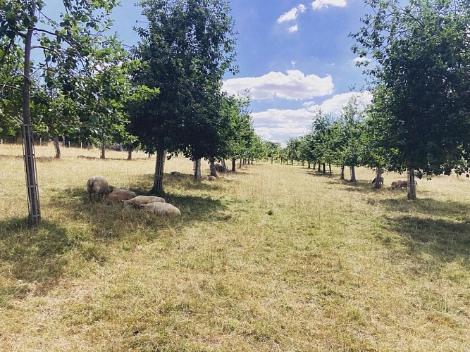 Lemasson Cametour (6)