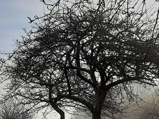 Bricquebosq - cidreri le père mahieu - 9