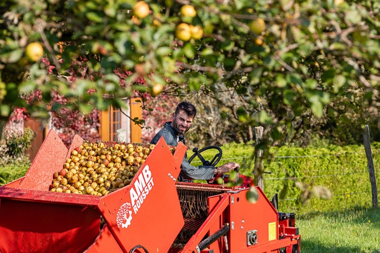 ┬®Thierry Houyel-bd recolte pommes claids-1