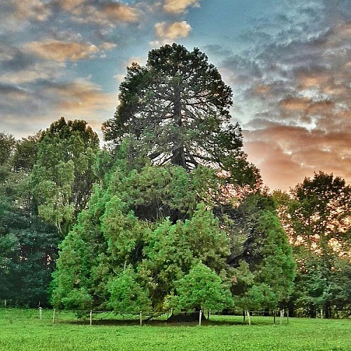 bacilly-parc-du-chateau-de-chantore-5