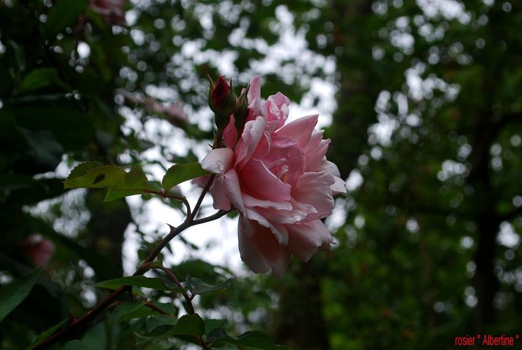 saint-pellerin-jardin-blom-myraland-10