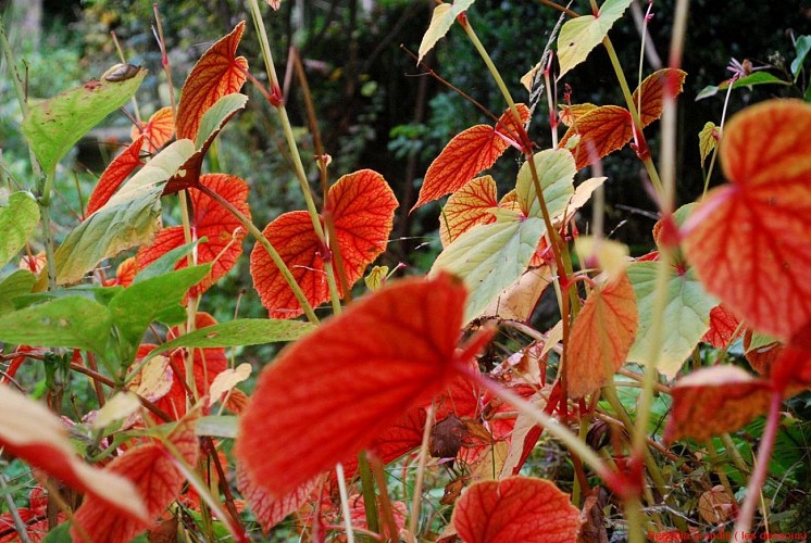 saint-pellerin-jardin-blom-myraland-8