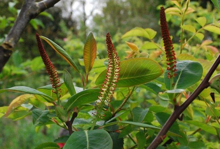saint-pellerin-jardin-blom-myraland-1
