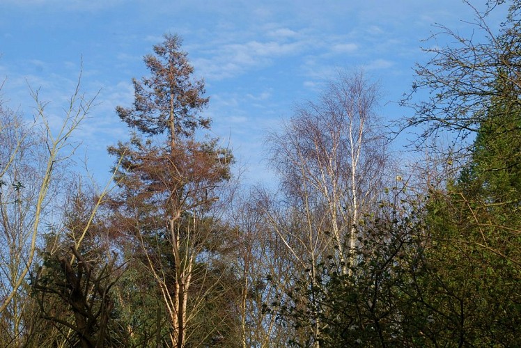 saint-pellerin-jardin-blom-myraland-7