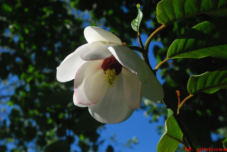 saint-pellerin-jardin-blom-myraland-9