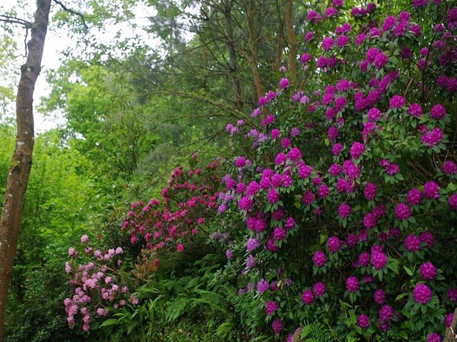 rampan-jardin-le-pre-du-moulin-7