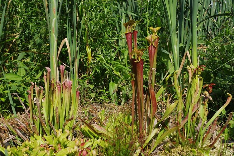 rampan-jardin-le-pre-du-moulin-5