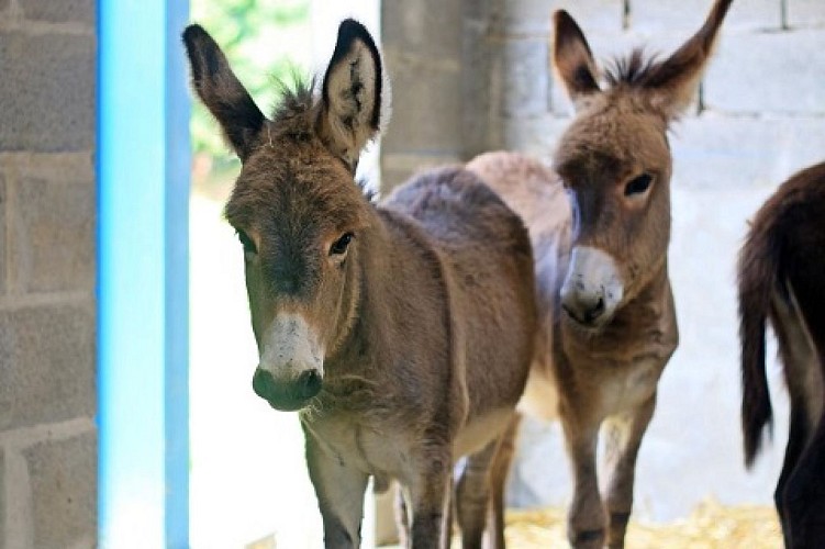 le-mesnil-vigot-asinerie-lisane-2