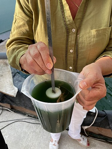 spiruline-arlequin-st-sauveur(1)