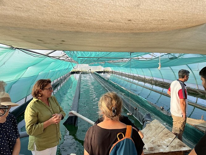 spiruline-arlequin-st-sauveur